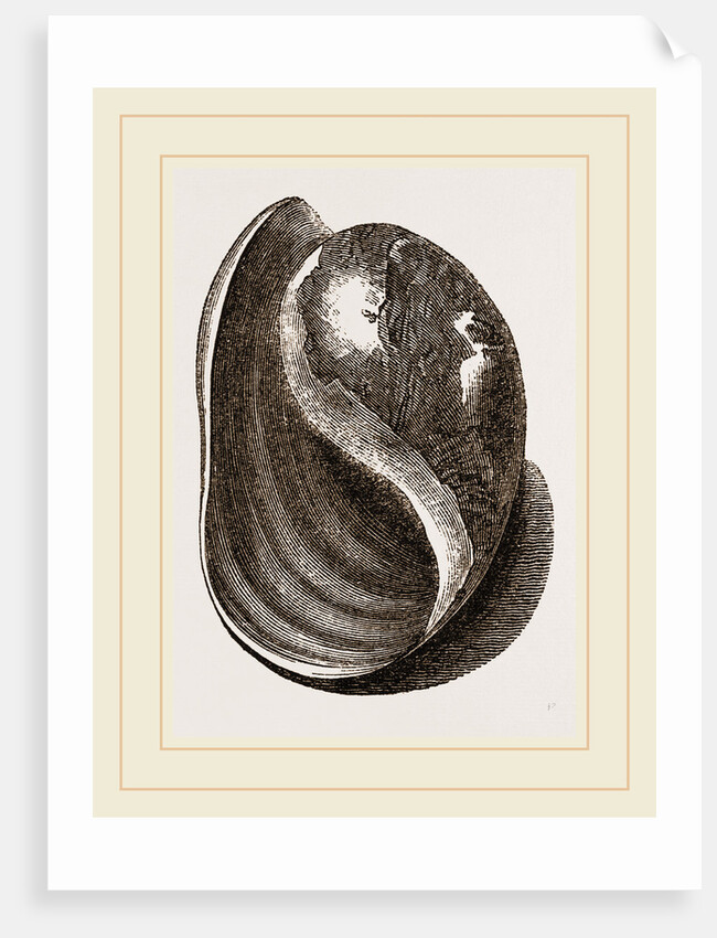 Globose Bulla by Anonymous