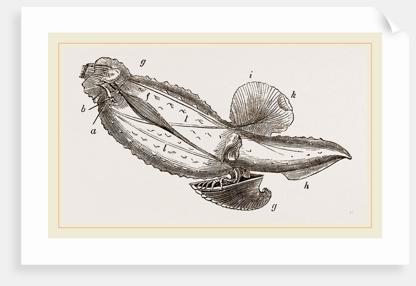 Mediterranean Carinaria by Anonymous