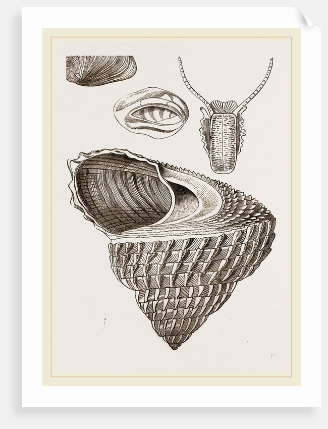 Cook's Turbo by Anonymous