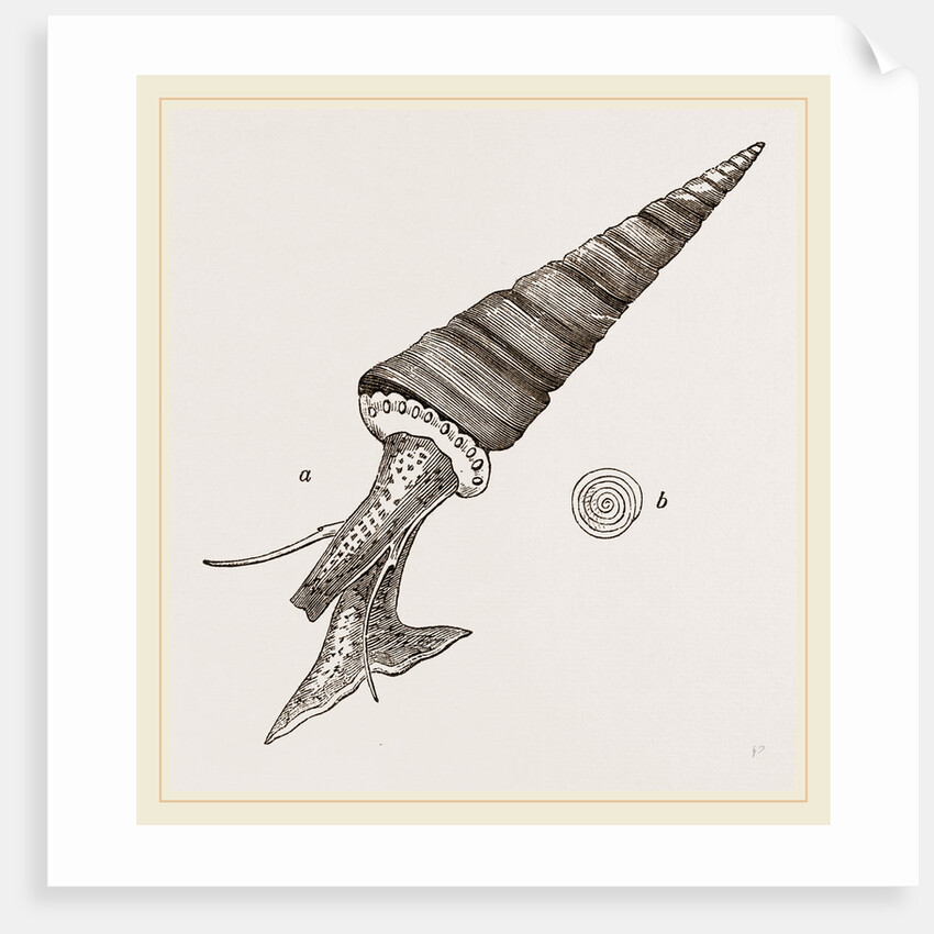 Roseate Turritella by Anonymous