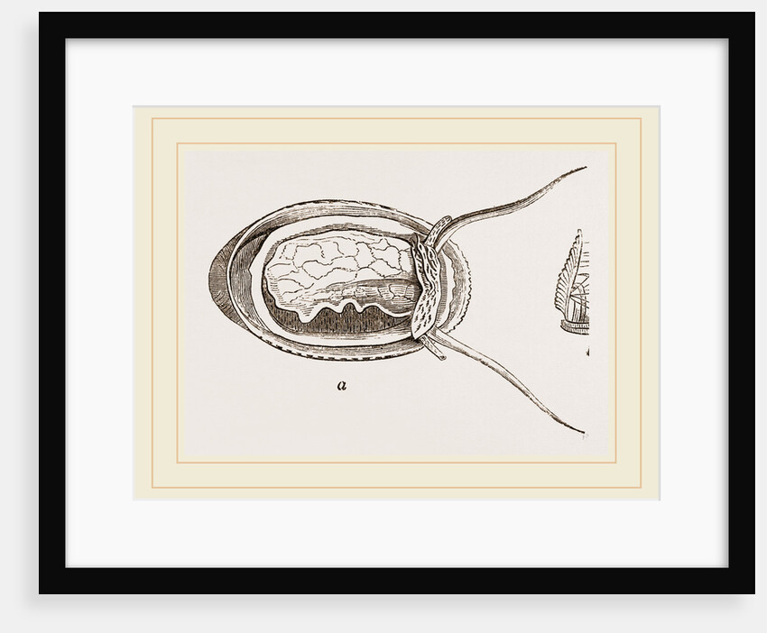 elliptical Navicella by Anonymous