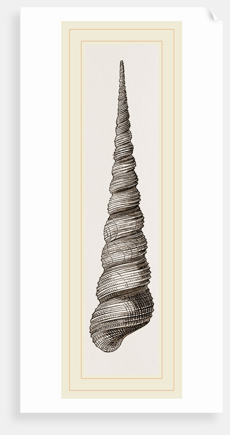 Awl shaped Turritella by Anonymous