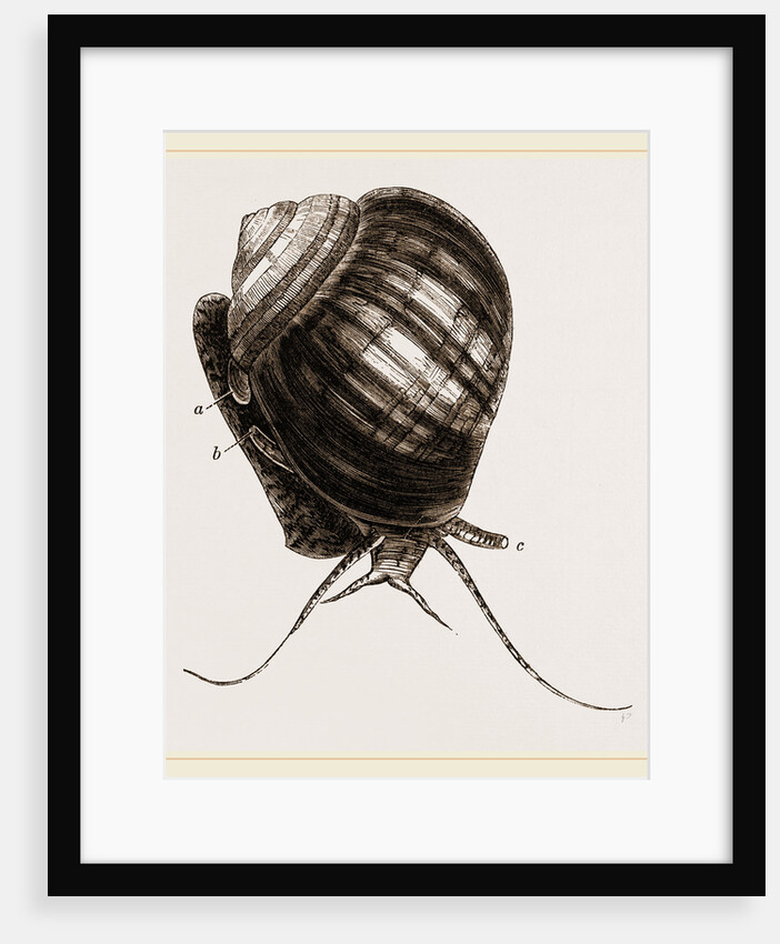 Doubtful Ampullaria by Anonymous