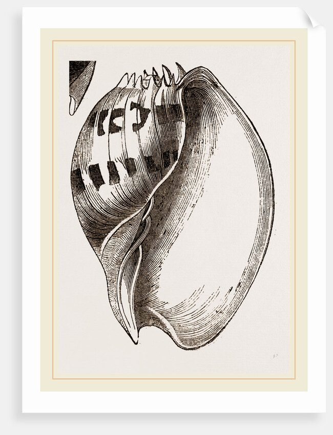 Shell of Melo by Anonymous