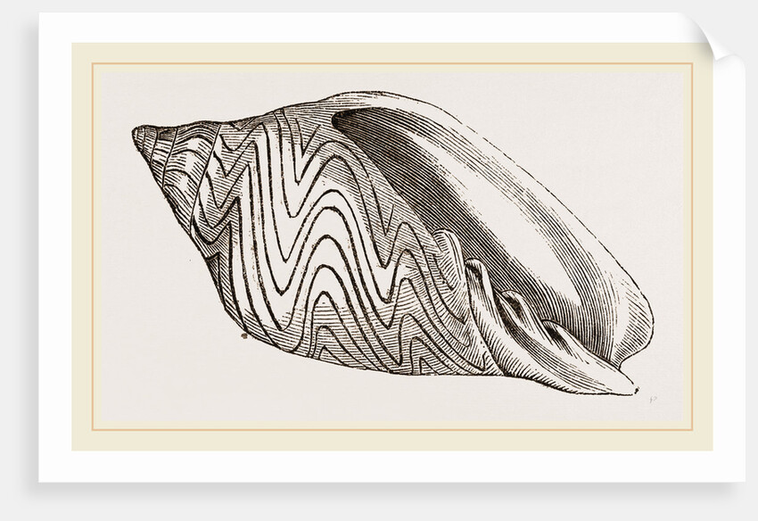 Shell of Undulated Volute by Anonymous