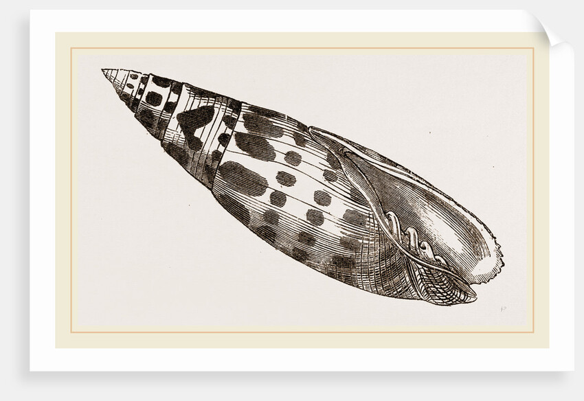 Episeopal Mitre by Anonymous