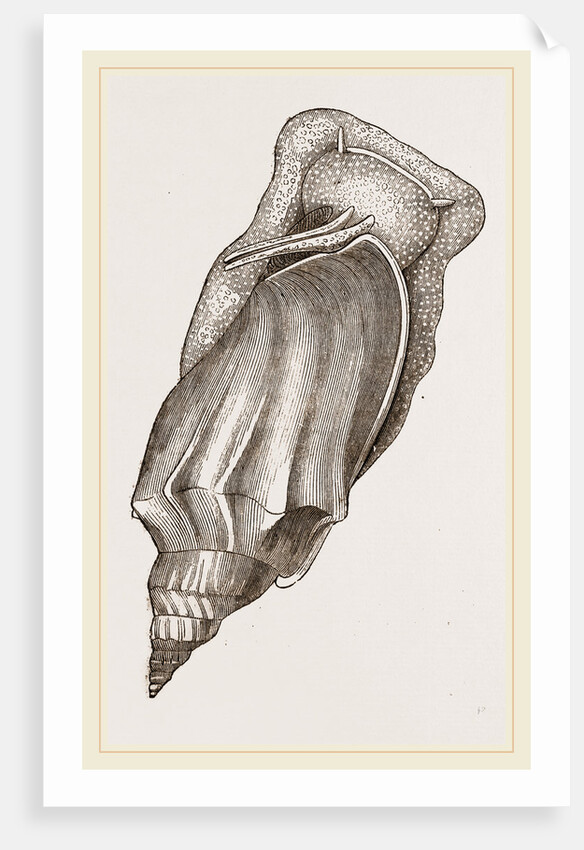 Pacific Volute by Anonymous