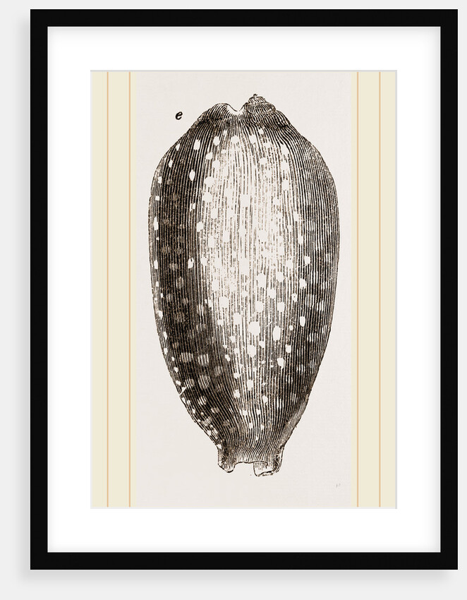 Cowry by Anonymous