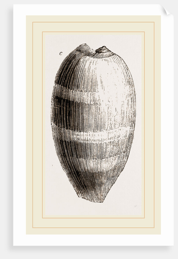 Young Cowry by Anonymous