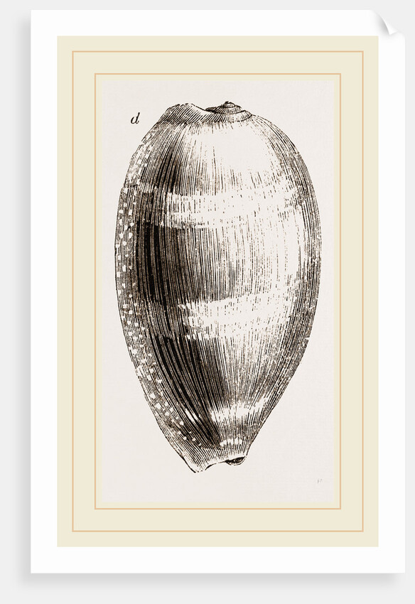 Young Cowry by Anonymous