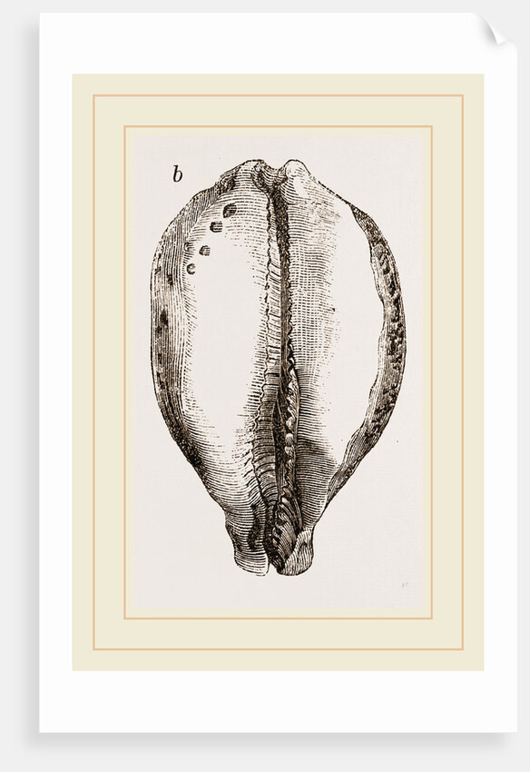 Map Cowry by Anonymous