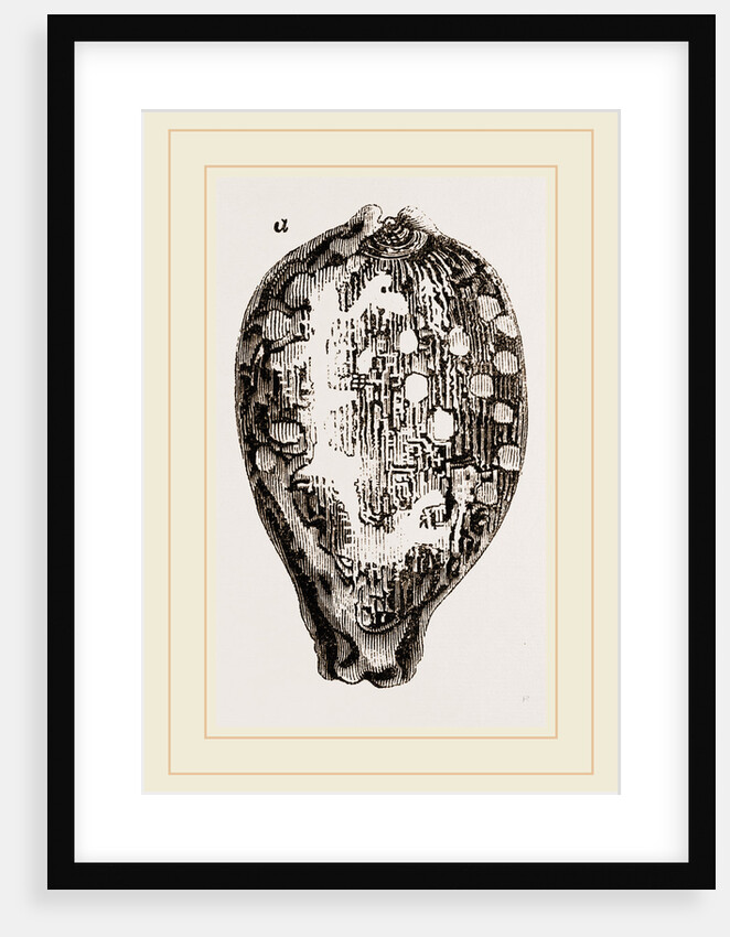 Map Cowry by Anonymous