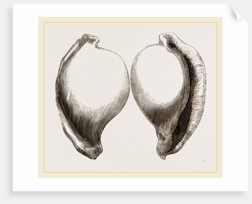 Common Poached-Egg by Anonymous