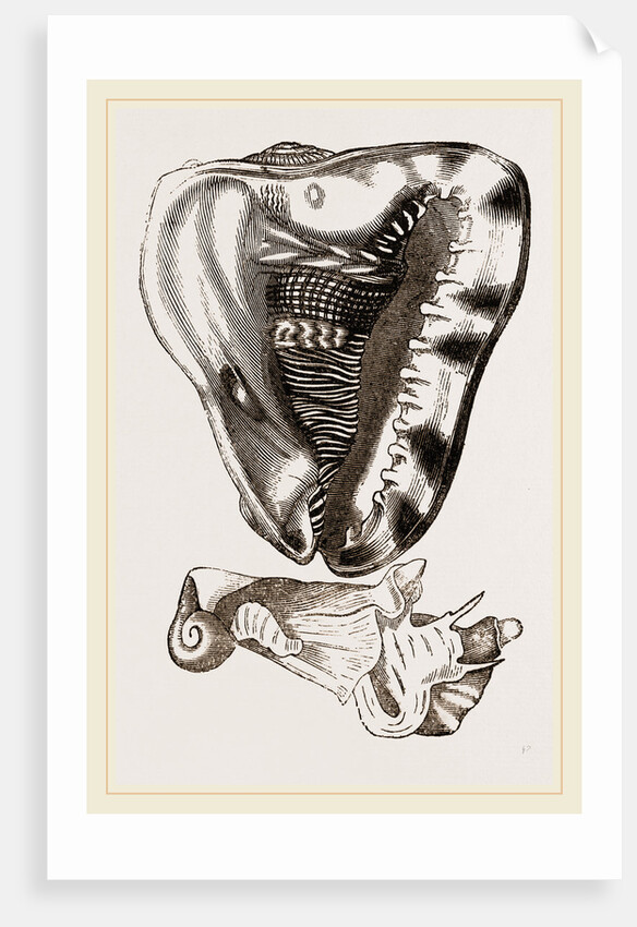 Tuberose Cassis and Mollusk of C. sulcata by Anonymous