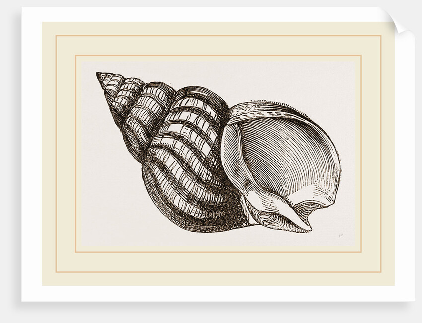 Waved Whelk by Anonymous