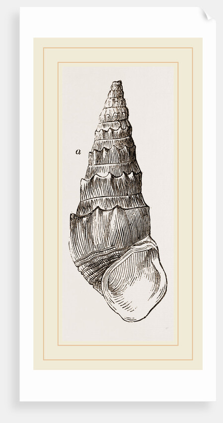 Madagascar Cerithium by Anonymous