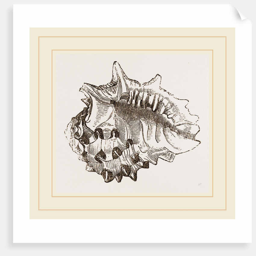 Spinous Ricinula by Anonymous