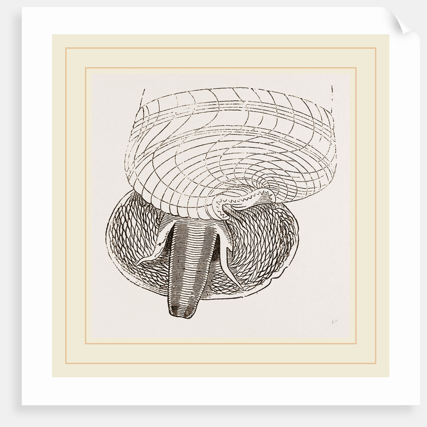 Marsh Cerithium and Animal of C Telescopium by Anonymous