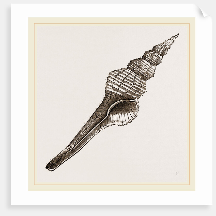Distaff Fusus by Anonymous