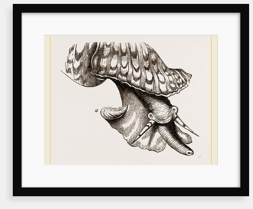 Animal of Triton by Anonymous