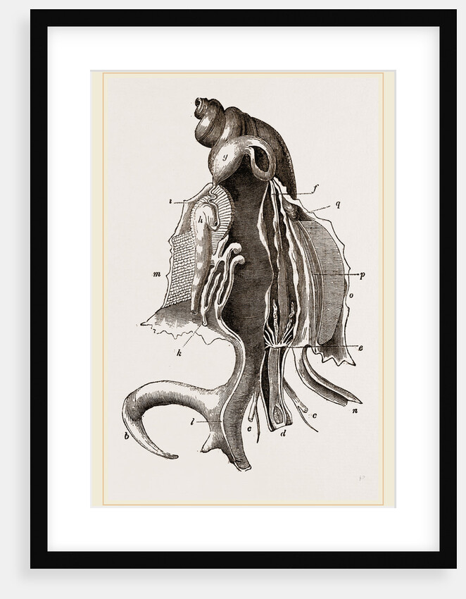 Animal of Strombus by Anonymous