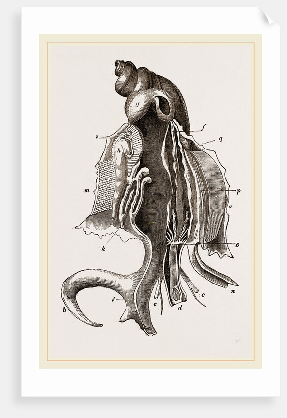 Animal of Strombus by Anonymous