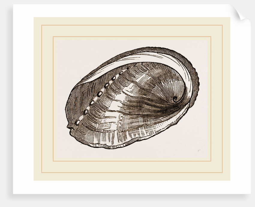 Tuberculated Sea-Ear by Anonymous