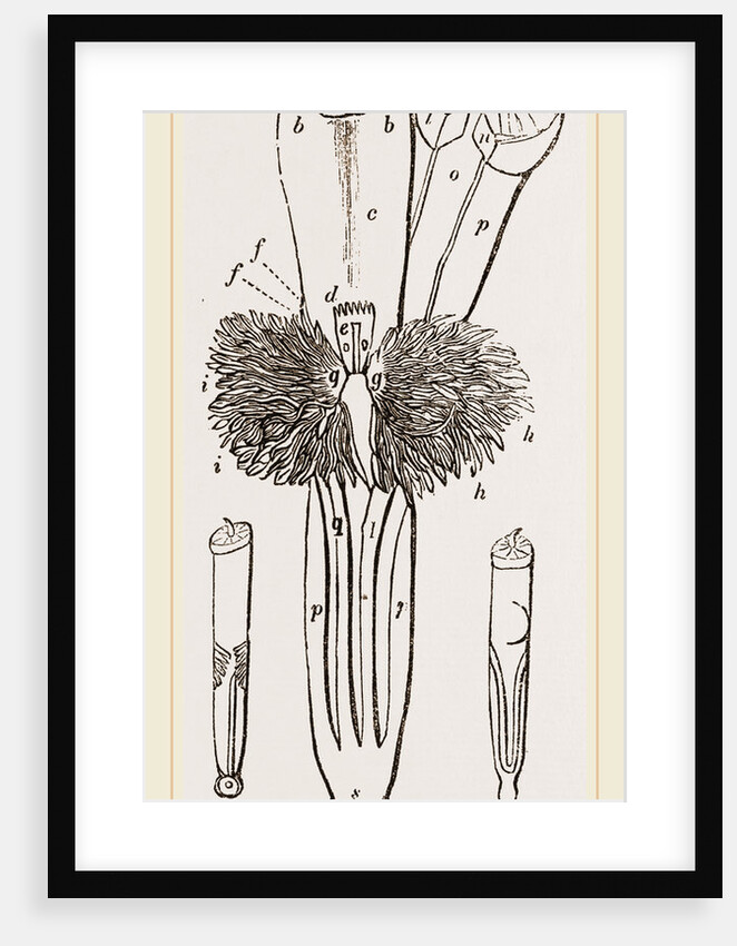 Animal of Dentalium by Anonymous