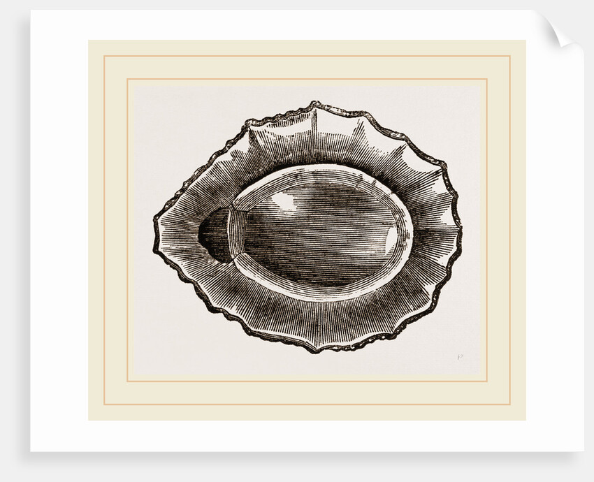 Spoon shaped Limpet by Anonymous