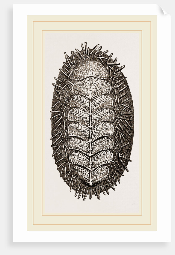 Spiniferous Chiton by Anonymous