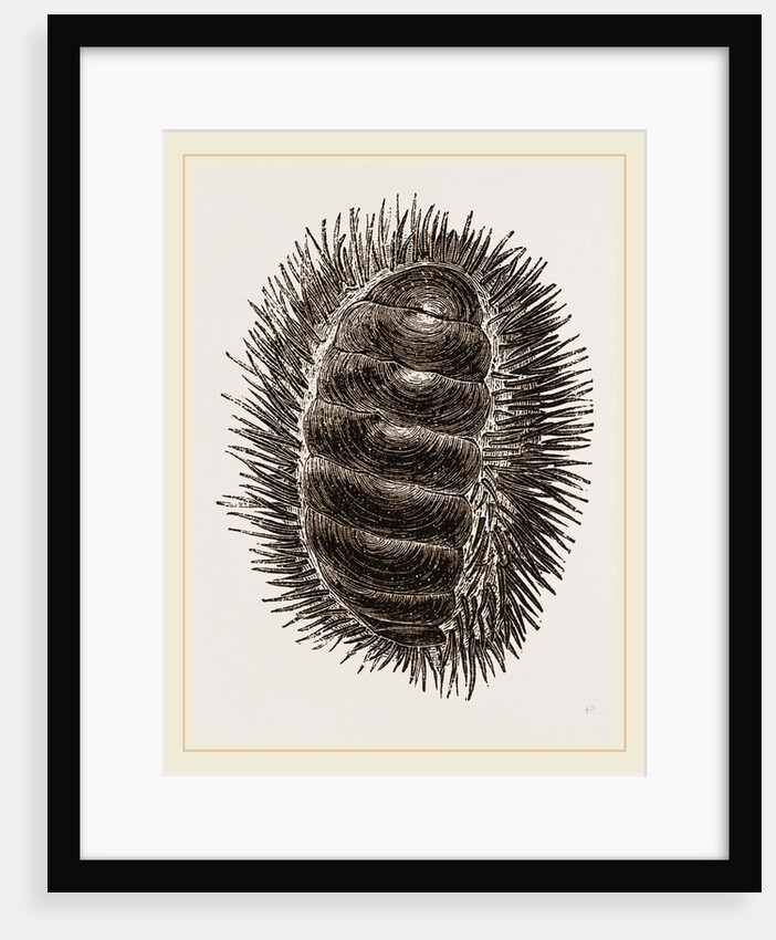 Spinose Chiton by Anonymous