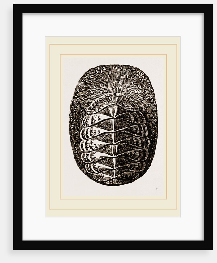 De Blainville's Chiton by Anonymous