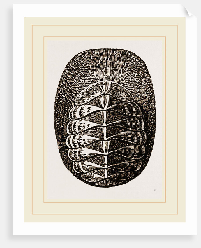 De Blainville's Chiton by Anonymous