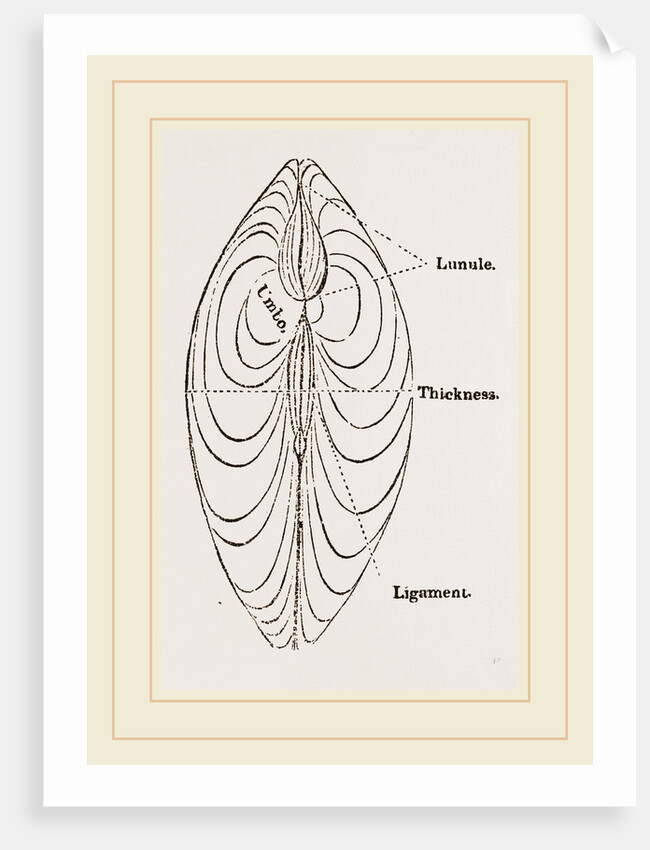 Cytheraea by Anonymous