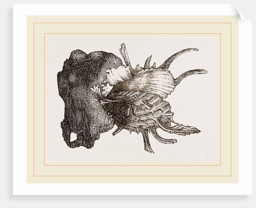 Prickly Oyster by Anonymous