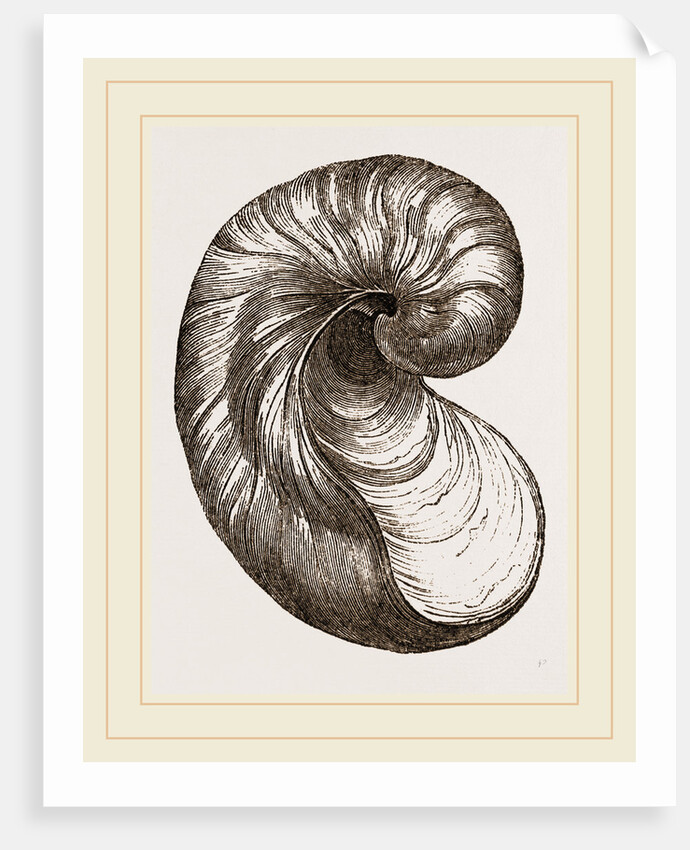 Incurved Gryphaea by Anonymous