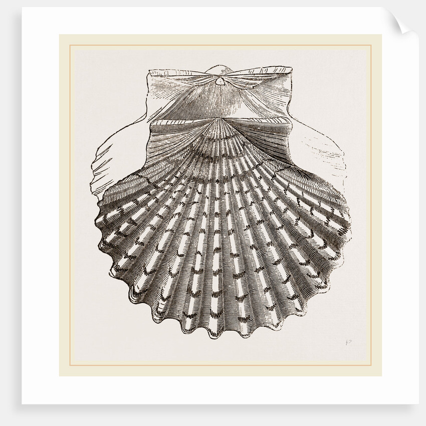 St. James Cockle by Anonymous