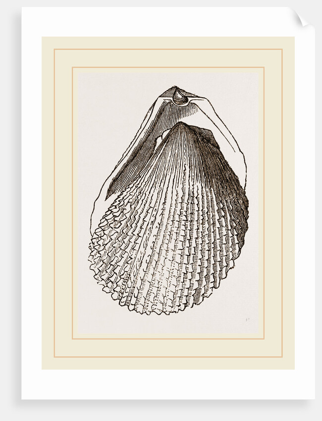 Squamous Lima by Anonymous