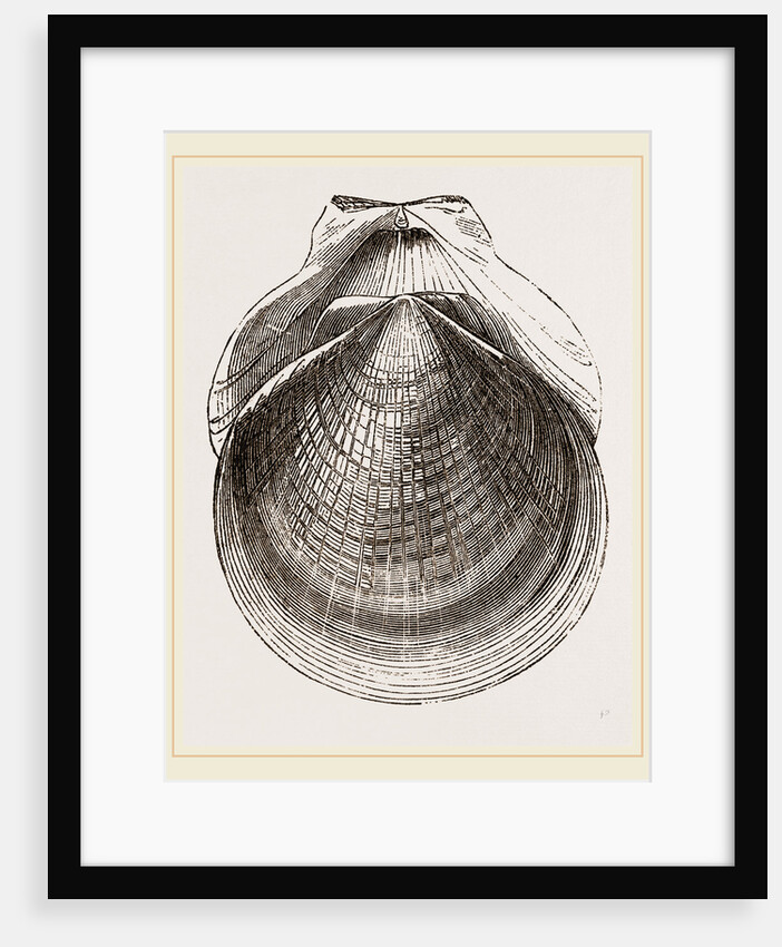 Flounder Scallop by Anonymous