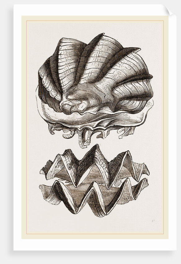 Cock's-comb Oyster by Anonymous