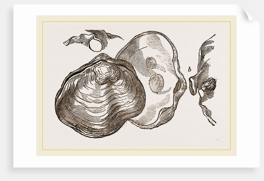 Saddle Anomia by Anonymous
