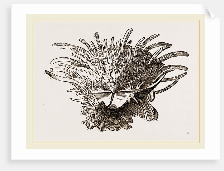 Arnercan Spiny Oyster by Anonymous