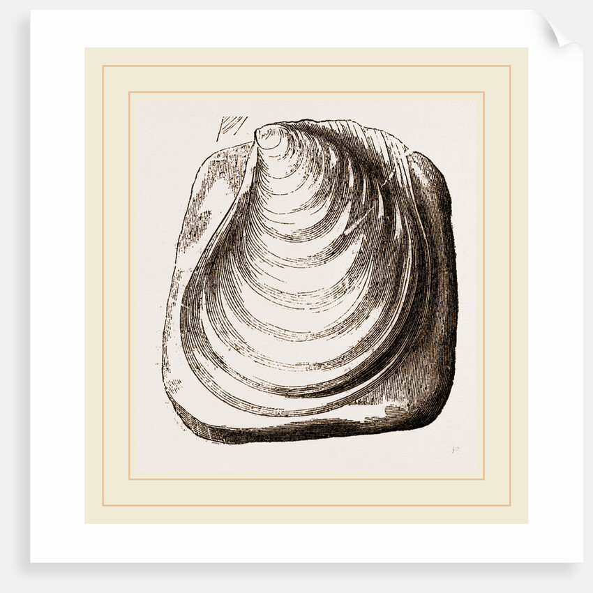 Catillus Cuvieri by Anonymous