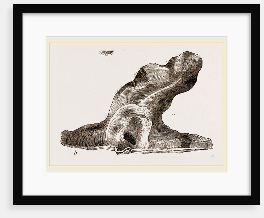 Hammer headed Oyster by Anonymous