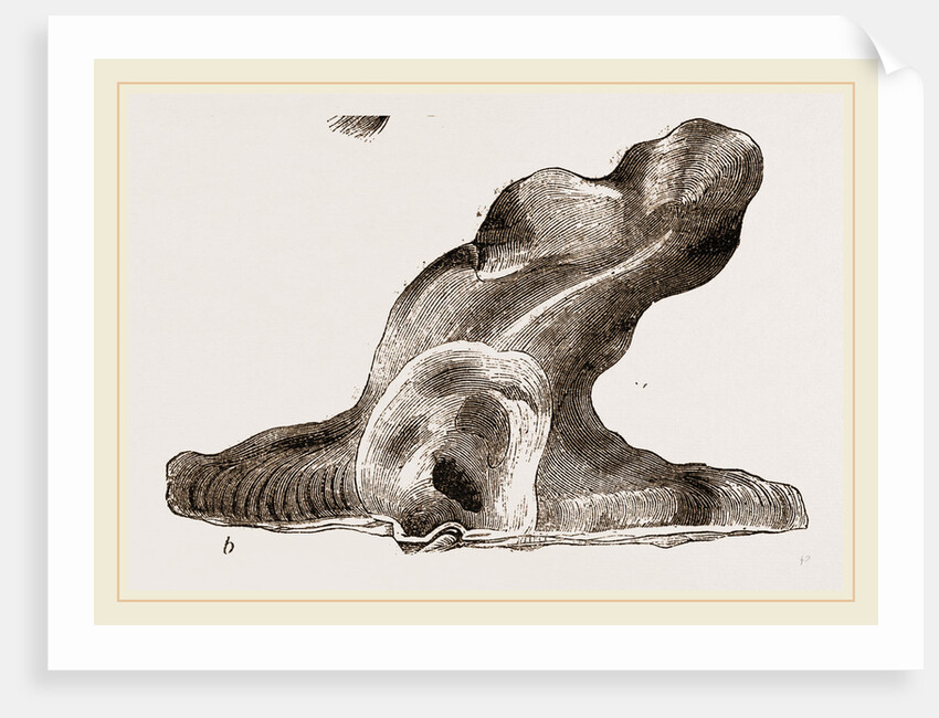 Hammer headed Oyster by Anonymous