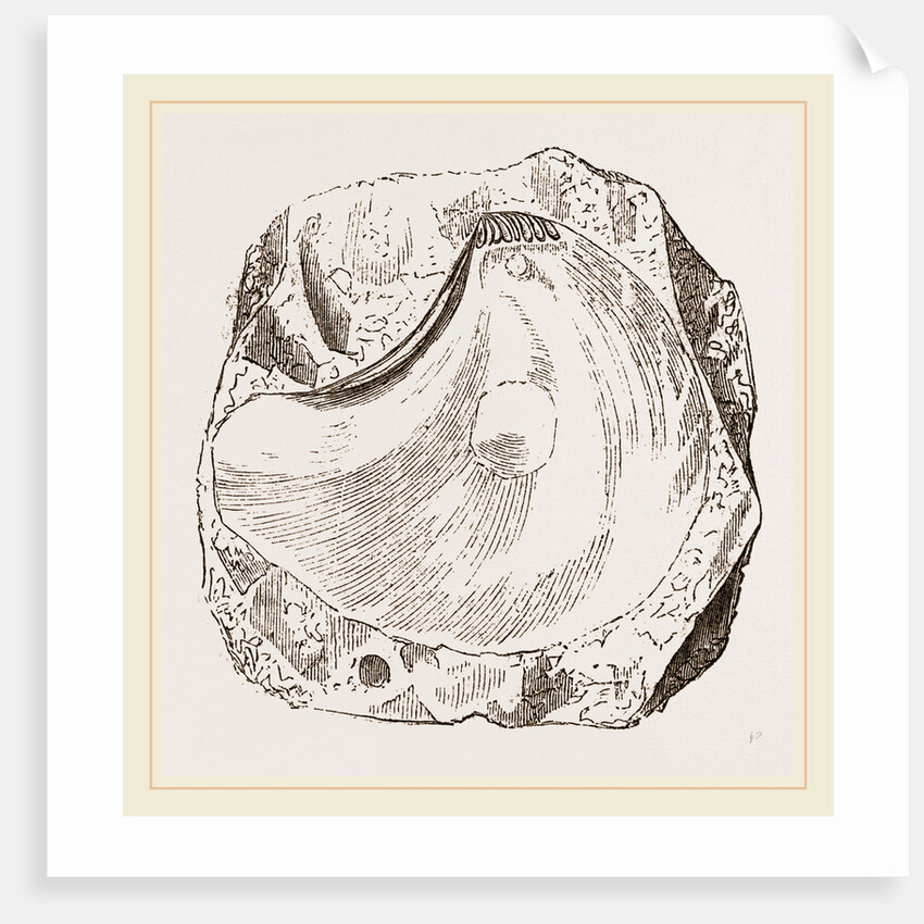 Pluvinites Adansonii by Anonymous