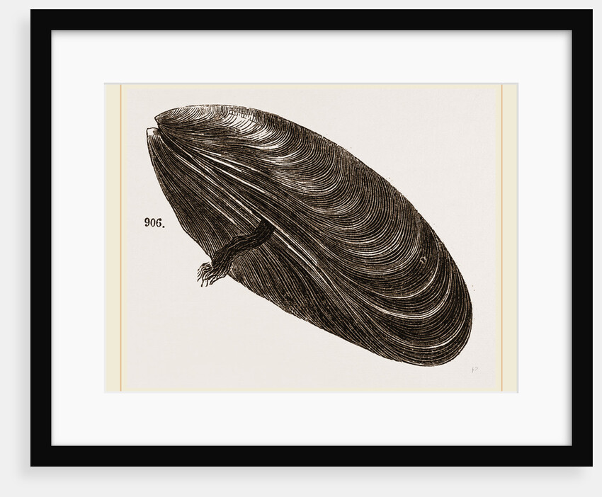 Shell of Mussel by Anonymous