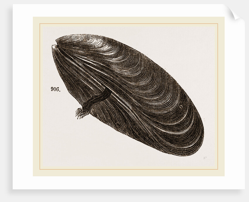 Shell of Mussel by Anonymous