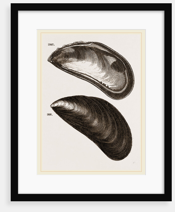 Shells of Mussel by Anonymous