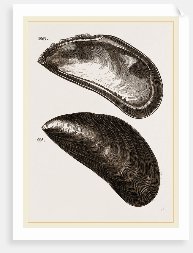 Shells of Mussel by Anonymous